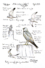 Pallid Harrier